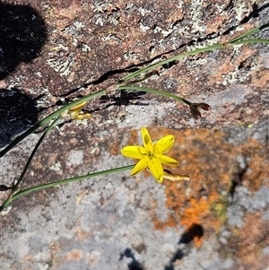 Tricoryne elatior at Whitlam, ACT - 26 Oct 2024