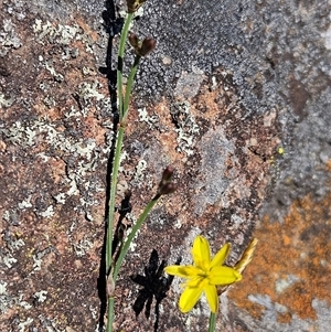 Tricoryne elatior at Whitlam, ACT - 26 Oct 2024