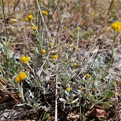 Chrysocephalum apiculatum (Common Everlasting) at Oaks Estate, ACT - 30 Oct 2024 by CapitalReptileSpecialists