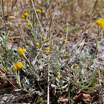 Chrysocephalum apiculatum (Common Everlasting) at Oaks Estate, ACT - 30 Oct 2024 by CapitalReptileSpecialists