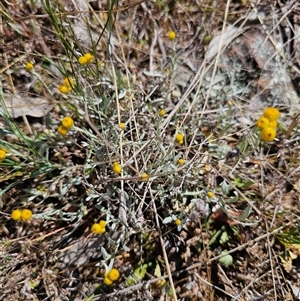 Chrysocephalum apiculatum at Oaks Estate, ACT - 30 Oct 2024 09:59 AM