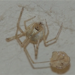 Cryptachaea gigantipes (White porch spider) at Conder, ACT - 20 Feb 2024 by MichaelBedingfield