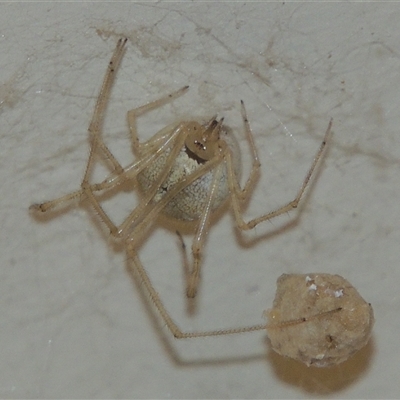 Cryptachaea gigantipes (White porch spider) at Conder, ACT - 20 Feb 2024 by MichaelBedingfield