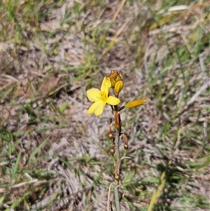 Bulbine bulbosa at Whitlam, ACT - 26 Oct 2024