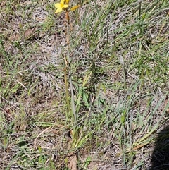 Bulbine bulbosa at Whitlam, ACT - 26 Oct 2024