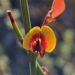 Daviesia leptophylla (Slender Bitter Pea) at Lake George, NSW - 30 Oct 2024 by trevorpreston