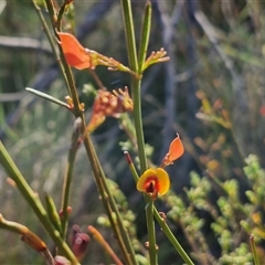 Daviesia leptophylla at Lake George, NSW - 30 Oct 2024