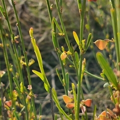 Daviesia leptophylla at Lake George, NSW - 30 Oct 2024