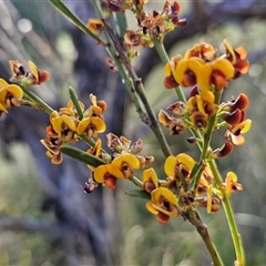 Daviesia leptophylla at Lake George, NSW - 30 Oct 2024