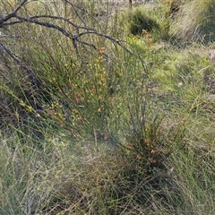 Daviesia leptophylla at Lake George, NSW - 30 Oct 2024