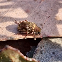 Edusella lineata (Leaf beetle) at Lake George, NSW - 29 Oct 2024 by trevorpreston