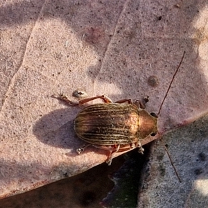 Edusella lineata at Lake George, NSW - 30 Oct 2024