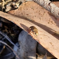 Edusella lineata at Lake George, NSW - 30 Oct 2024