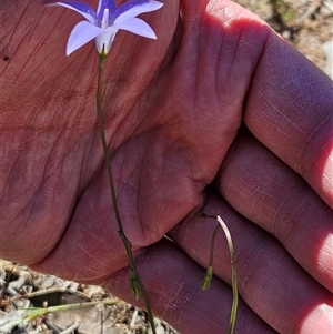 Wahlenbergia capillaris at Whitlam, ACT - 26 Oct 2024