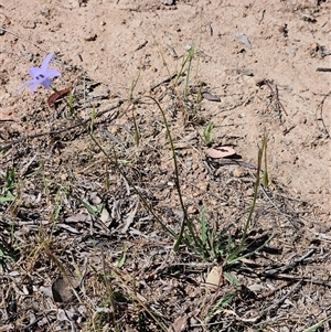 Wahlenbergia capillaris at Whitlam, ACT - 26 Oct 2024 02:47 PM