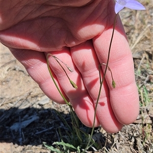 Wahlenbergia capillaris at Whitlam, ACT - 26 Oct 2024