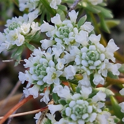 Poranthera microphylla (Small Poranthera) at Lake George, NSW - 30 Oct 2024 by trevorpreston