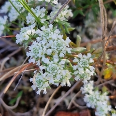 Poranthera microphylla at Lake George, NSW - 30 Oct 2024