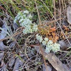 Poranthera microphylla at Lake George, NSW - 30 Oct 2024