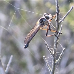 Cerdistus sp. (genus) (Slender Robber Fly) at Lake George, NSW - 29 Oct 2024 by trevorpreston