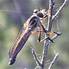 Cerdistus sp. (genus) at Lake George, NSW - 30 Oct 2024