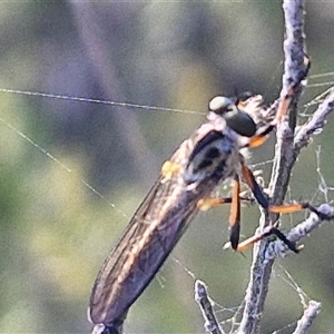 Cerdistus sp. (genus) at Lake George, NSW - 30 Oct 2024