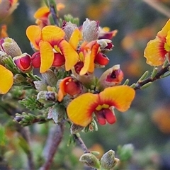 Dillwynia sericea (Egg And Bacon Peas) at Lake George, NSW - 30 Oct 2024 by trevorpreston