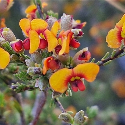 Dillwynia sericea (Egg And Bacon Peas) at Lake George, NSW - 29 Oct 2024 by trevorpreston