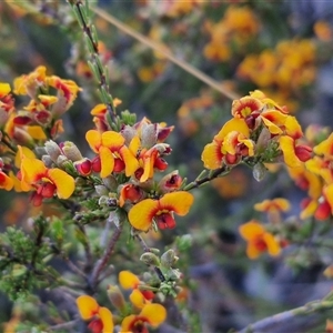 Dillwynia sericea at Lake George, NSW - 30 Oct 2024