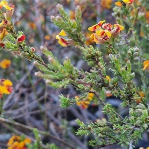 Dillwynia sericea at Lake George, NSW - 30 Oct 2024