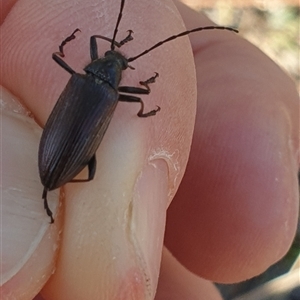 Homotrysis scutellaris at Wanniassa, ACT - 30 Oct 2024