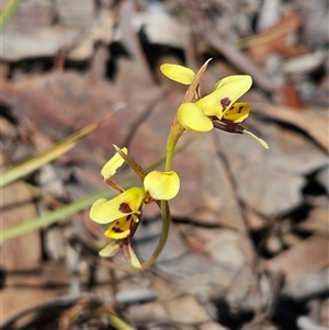 Diuris sulphurea at Whitlam, ACT - suppressed