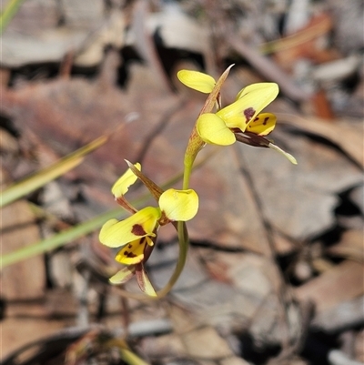 Diuris sulphurea (Tiger Orchid) at Whitlam, ACT - 26 Oct 2024 by sangio7