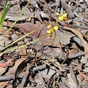 Diuris sulphurea at Whitlam, ACT - suppressed