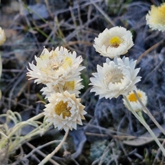 Leucochrysum albicans subsp. tricolor (Hoary Sunray) at Lake George, NSW - 29 Oct 2024 by trevorpreston