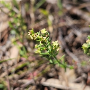 Galium gaudichaudii subsp. gaudichaudii at Whitlam, ACT - 26 Oct 2024