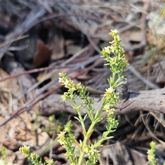 Galium gaudichaudii subsp. gaudichaudii at Whitlam, ACT - 26 Oct 2024