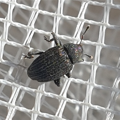 Melanterius sp. (genus) (Unidentified Melanterius weevil) at Wanniassa, ACT - 30 Oct 2024 by gregbaines