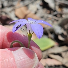 Wahlenbergia stricta subsp. stricta (Tall Bluebell) at Whitlam, ACT - 26 Oct 2024 by sangio7