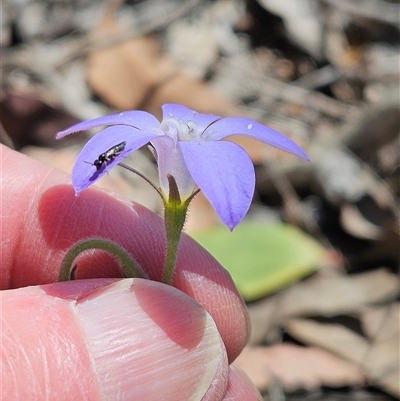 Wahlenbergia stricta subsp. stricta (Tall Bluebell) at Whitlam, ACT - 26 Oct 2024 by sangio7