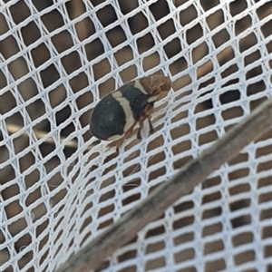 Bathyllus albicinctus at Wanniassa, ACT - 30 Oct 2024