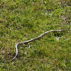 Notechis scutatus (Tiger Snake) at Williamstown, VIC - 26 Oct 2024 by BirdoMatt