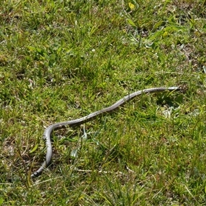 Unidentified Reptile and Frog at Williamstown, VIC by BirdoMatt