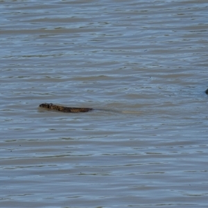 Hydromys chrysogaster (Rakali or Water Rat) at Point Cook, VIC by BirdoMatt