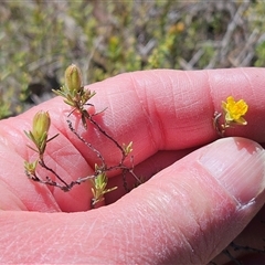 Hibbertia calycina (Lesser Guinea-flower) at Whitlam, ACT - 26 Oct 2024 by sangio7