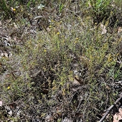 Hibbertia calycina at Whitlam, ACT - 26 Oct 2024