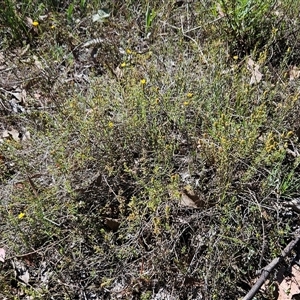 Hibbertia calycina at Whitlam, ACT - 26 Oct 2024 02:58 PM