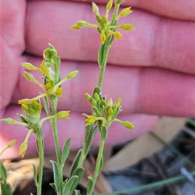 Pimelea curviflora (Curved Rice-flower) at Whitlam, ACT - 26 Oct 2024 by sangio7