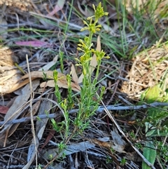 Pimelea curviflora at Whitlam, ACT - 26 Oct 2024