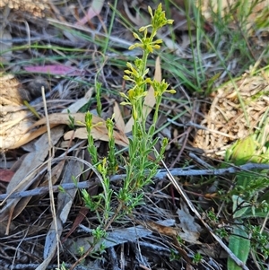 Pimelea curviflora at Whitlam, ACT - 26 Oct 2024